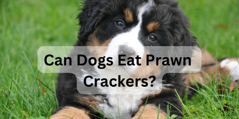 Can Dogs Have Prawn Crackers