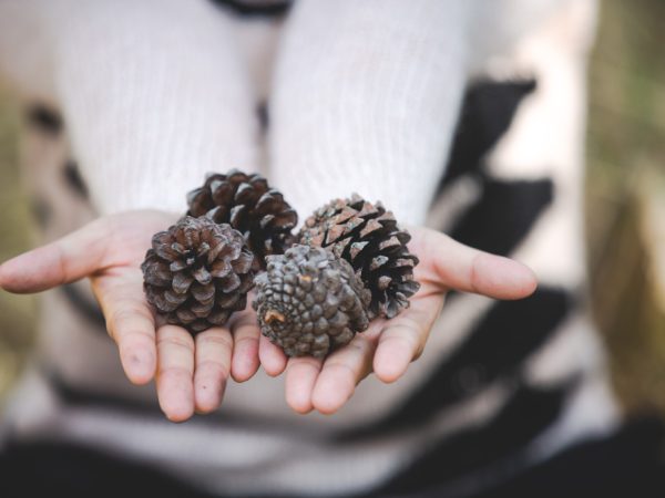 Pinecones Caravan and Camping