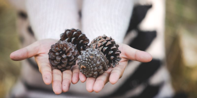 Pinecones Caravan and Camping