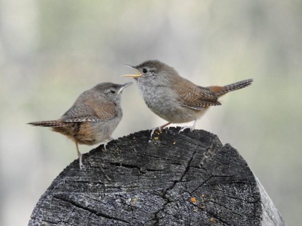 Small Brown Birds