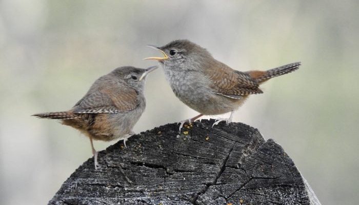 Small Brown Birds