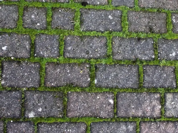 weed killer for paving blockst