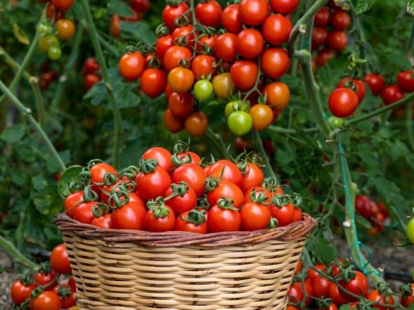 when to plant tomato plants uk