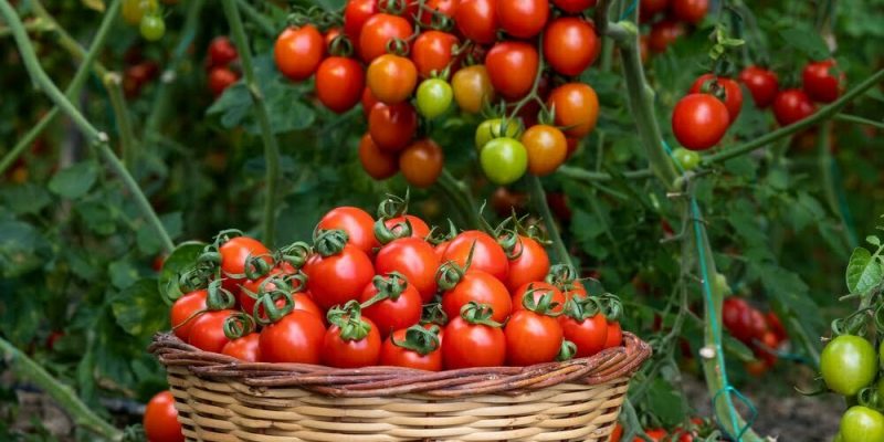 when to plant tomato plants uk