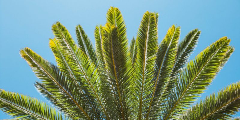  Travelling Palm Plant