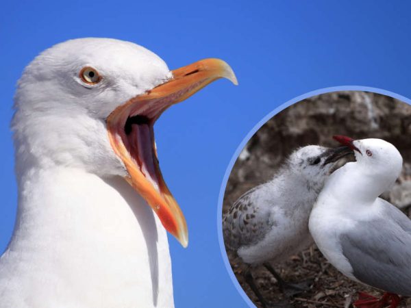 Why Are Seagulls Protected