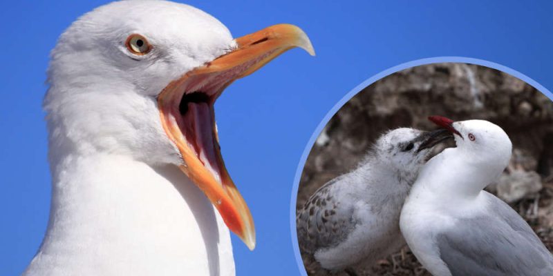 Why Are Seagulls Protected