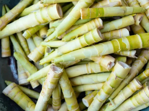 Bamboo shoots