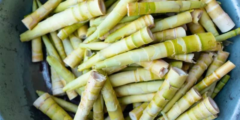 Bamboo shoots