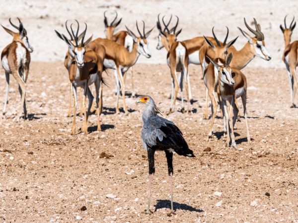 Madikwe