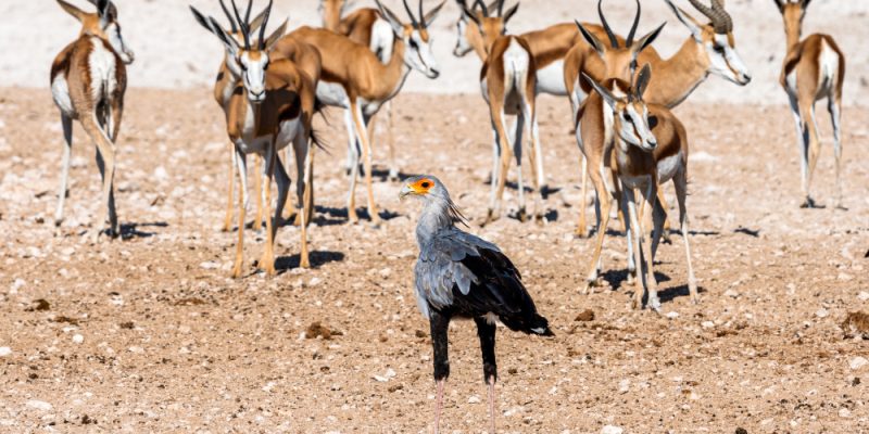 Madikwe