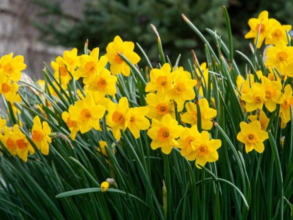 Cornish Daffodils