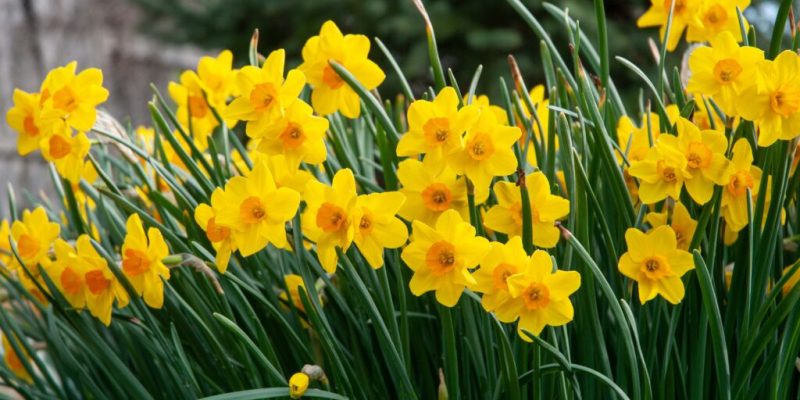 Cornish Daffodils