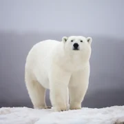 Antarctica Polar Bears