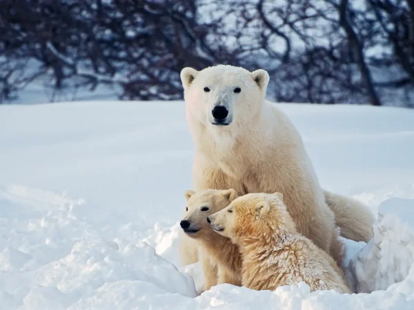 Antarctica Polar Bears