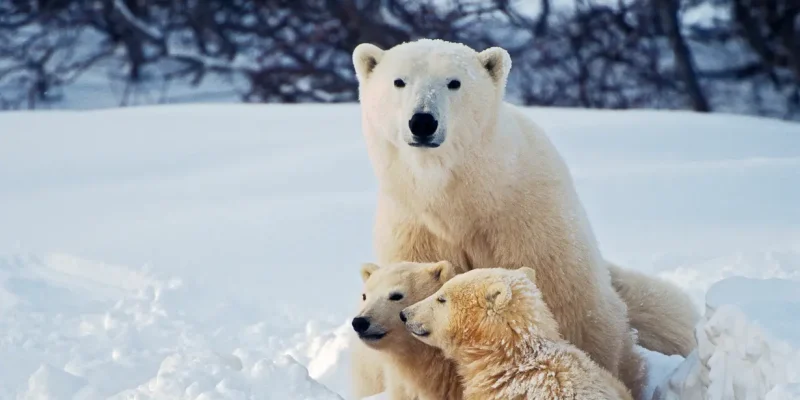 Antarctica Polar Bears