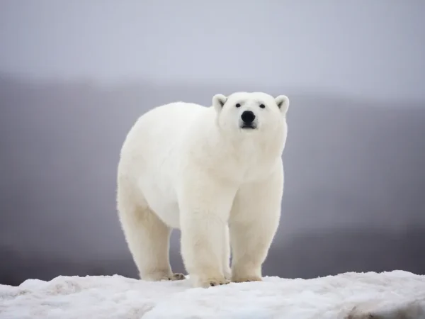 Antarctica Polar Bears