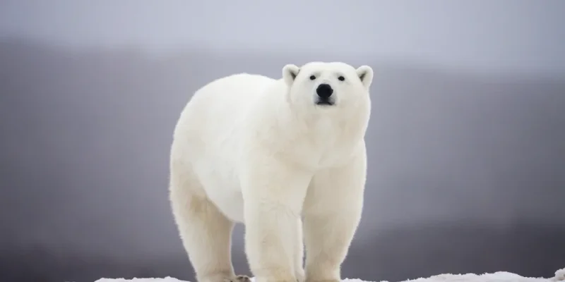 Antarctica Polar Bears