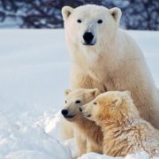 Arctic Animals That Get Along in One Photo