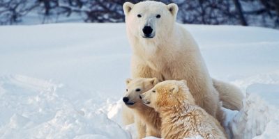 Arctic Animals That Get Along in One Photo