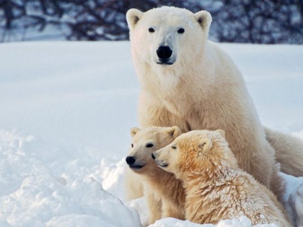 Arctic Animals That Get Along in One Photo