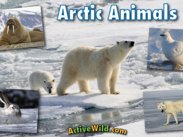 Arctic Region Animals