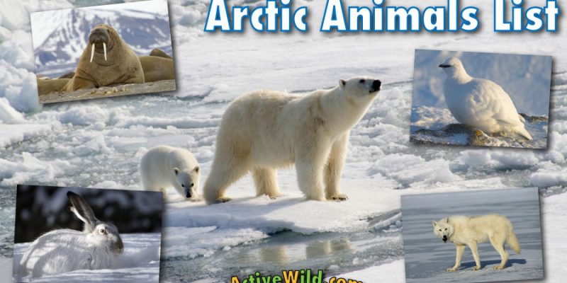 Arctic Region Animals