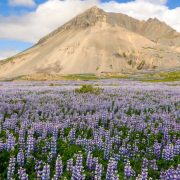 Plants You Can Find in a Tundra Biome