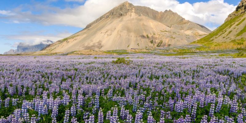 Plants You Can Find in a Tundra Biome