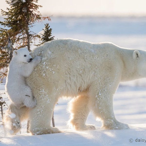 Are Polar Bears in Antarctica?