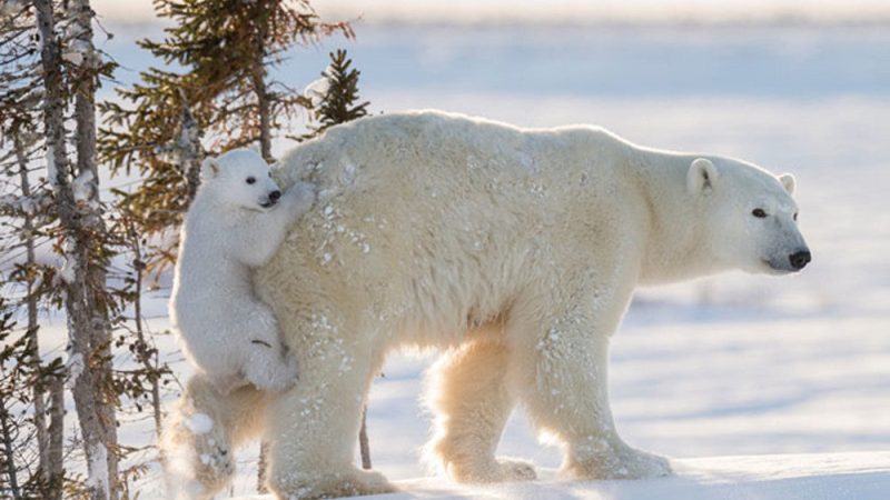 Are Polar Bears in Antarctica?