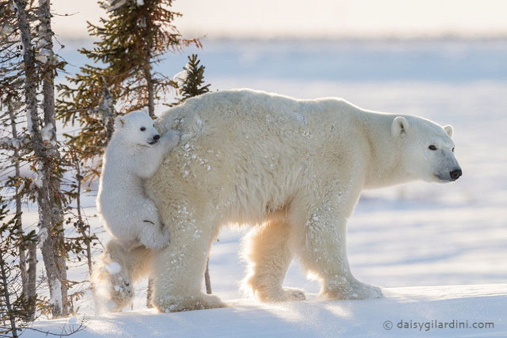 Are Polar Bears in Antarctica?