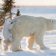 Polar Bears in Antarctica