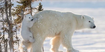 Polar Bears in Antarctica