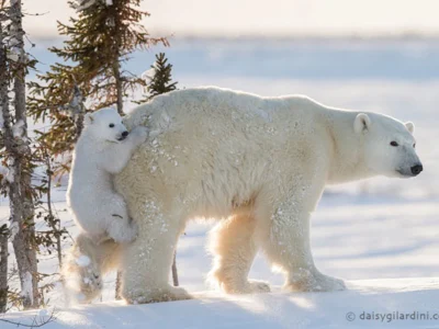 Polar Bears in Antarctica