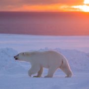 Polar Bears in Canada