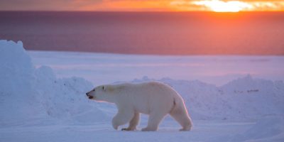 Polar Bears in Canada