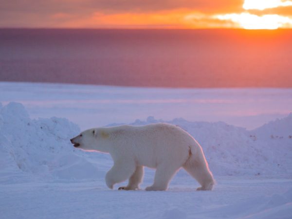 Polar Bears in Canada