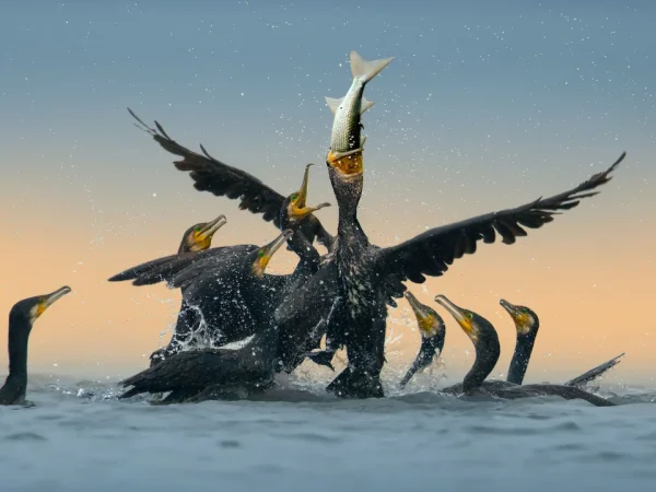 What Eats Cormorants?'