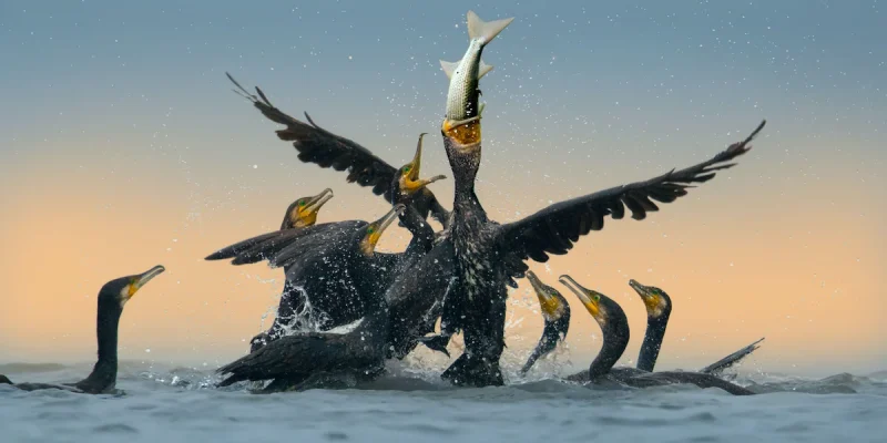 What Eats Cormorants?'