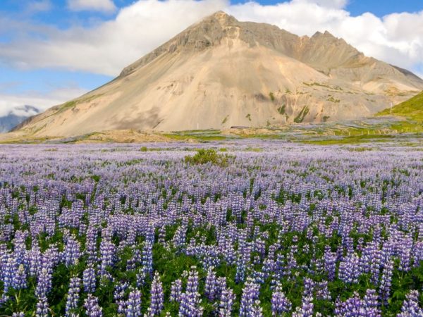 What Plants Live in the Tundra?