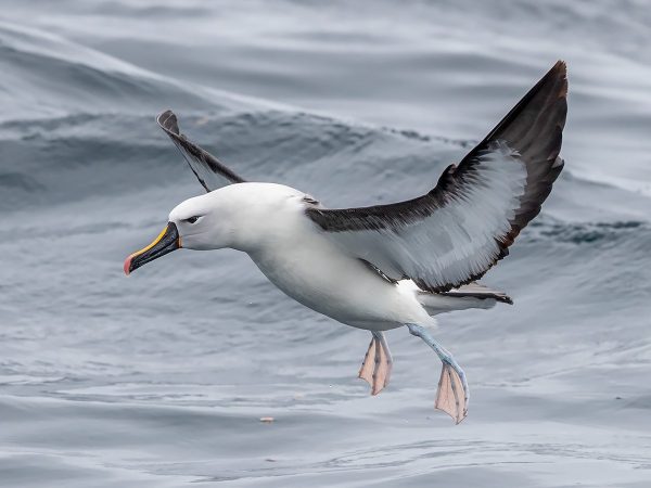 What is the Name of the Albatross in Dichos?