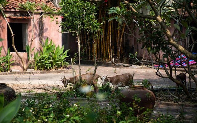 Ninh Binh