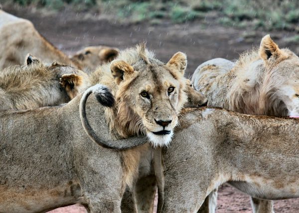 Tanzania Kilimanjaro