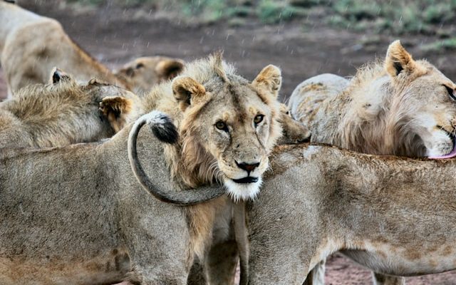 Tanzania Kilimanjaro