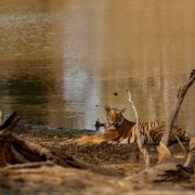 Okavango Delta