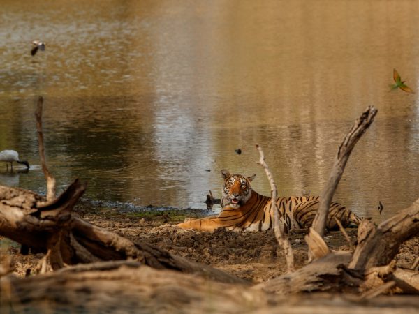 Okavango Delta