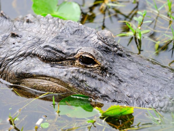 Refúgio Ecológico Caiman