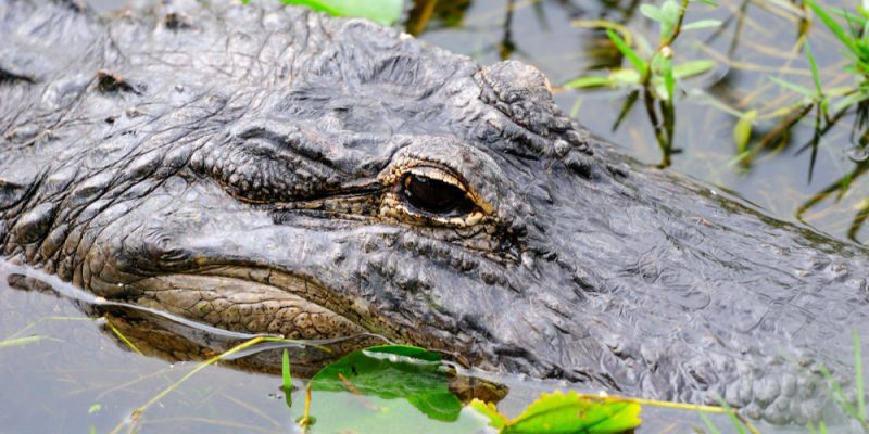 Refúgio Ecológico Caiman