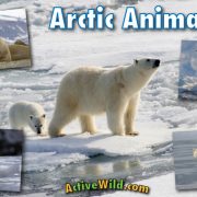 Animals in the Arctic